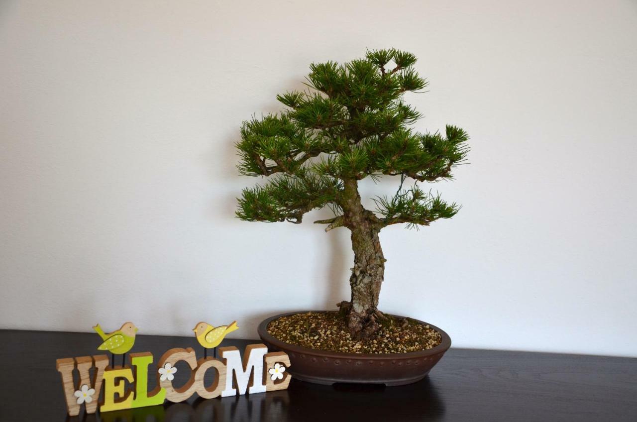 Bonsai House Apartment Portoroz Bagian luar foto